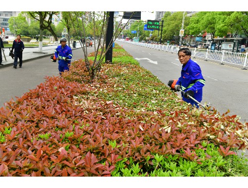 佳木斯城市道路绿化树种