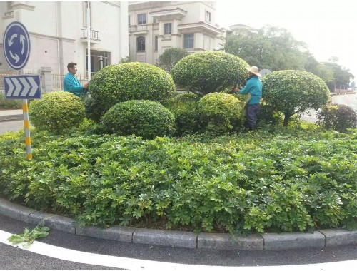 安陆市绿化市容局副局长